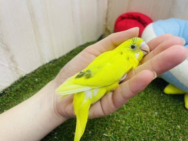 セキセイインコ