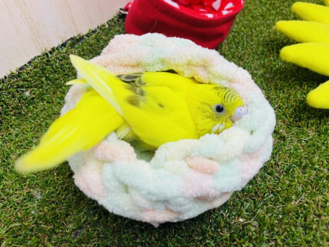 セキセイインコ