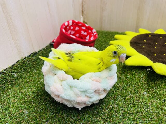 セキセイインコ