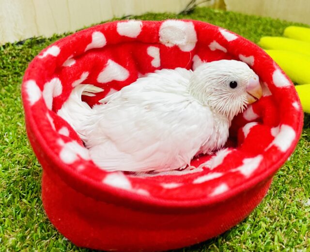 ❤️すきあいあいだっ！❤️🫶　セキセイインコ　ダブルファクター