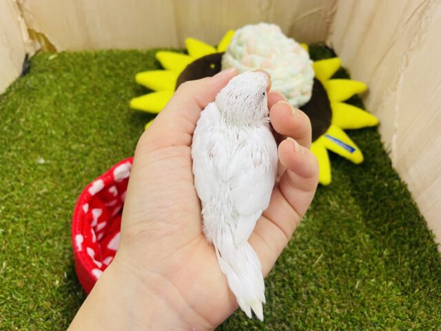 セキセイインコ