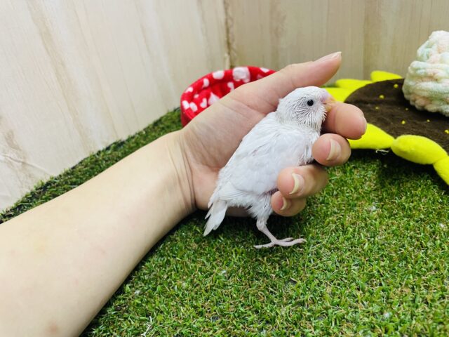 セキセイインコ