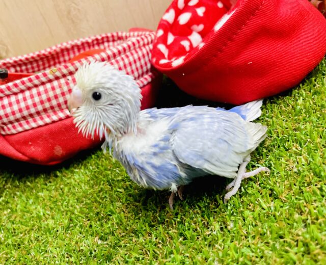 メラっった？💓💓💓うるうる可愛いコだよ❣️ セキセイインコ　スパングル