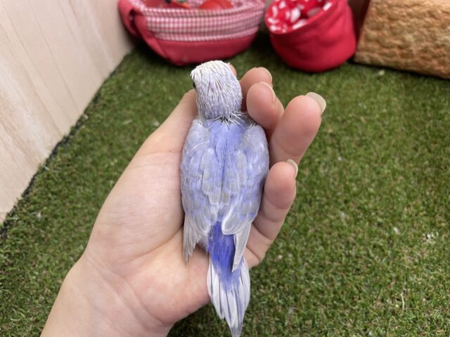 セキセイインコ