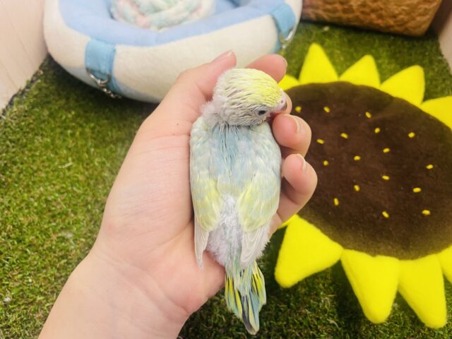 セキセイインコ