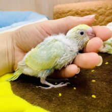 早くもっっ☁️パタパタ🪶🪶しちゃう💨💨💨　セキセイインコ　パステルカラーレインボー