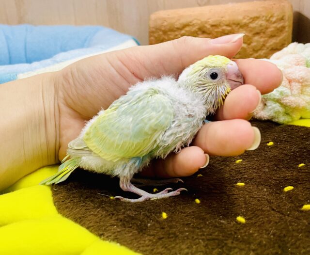 早くもっっ☁️パタパタ🪶🪶しちゃう💨💨💨　セキセイインコ　パステルカラーレインボー