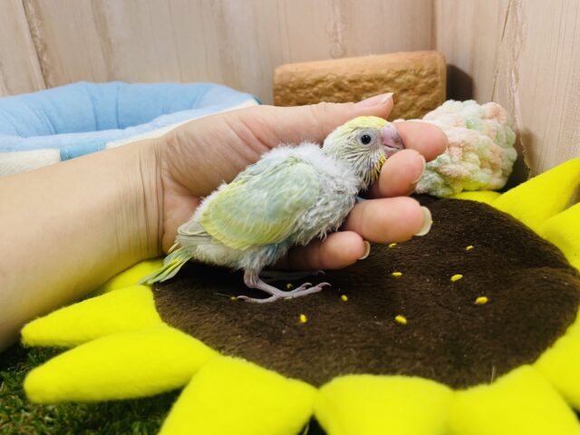 セキセイインコ