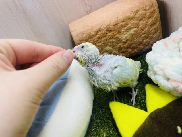 セキセイインコ