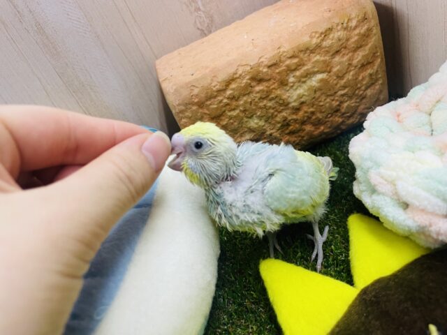 セキセイインコ