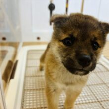 可愛さなら負けないよ♡柴犬ちゃん！