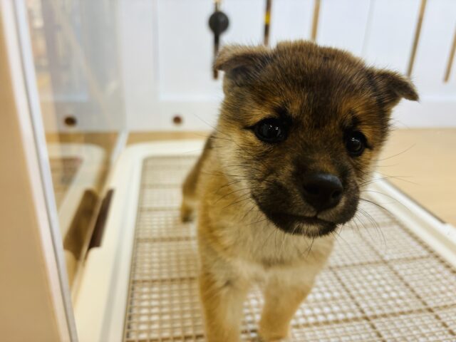 可愛さなら負けないよ♡柴犬ちゃん！