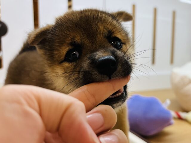 柴犬