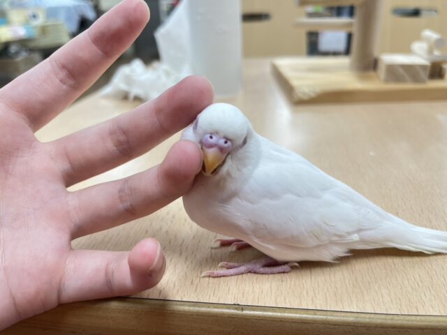 セキセイインコ