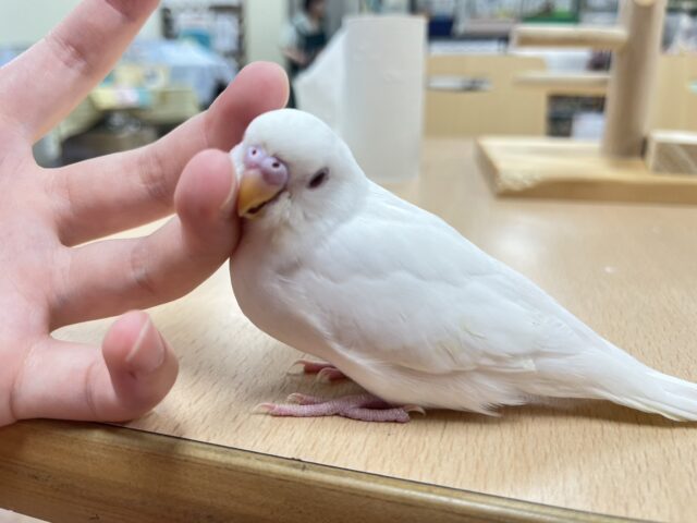 【最新画像・動画更新🪄】透明感のある純白カラー🫧セキセイインコ（アルビノ）ヒナ