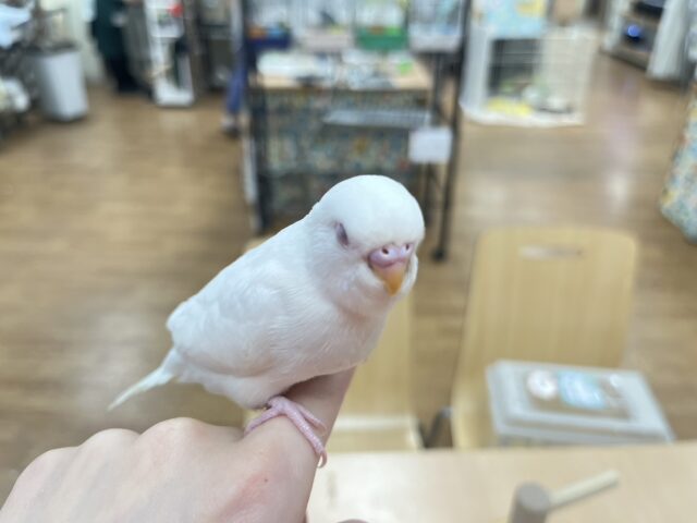 セキセイインコ