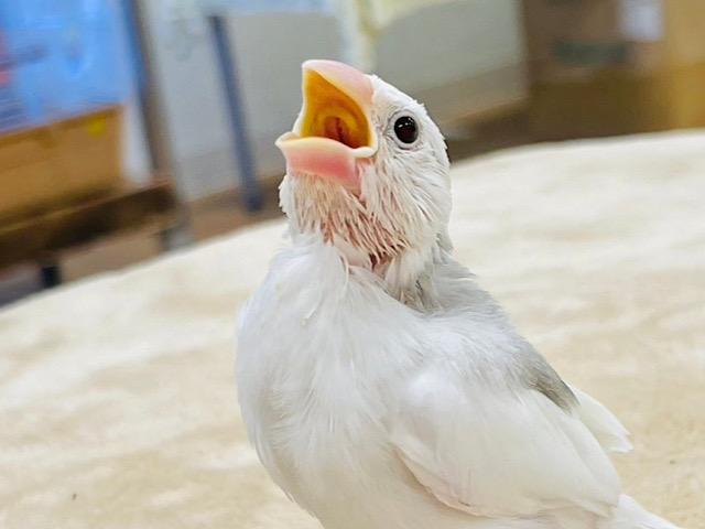 【最新画像更新🪄】小さい体でたくさん食べるよ⭐️白文鳥　ヒナ