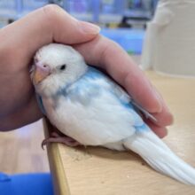 【最新画像更新🪄】涼しげカラーに一目惚れ！🩵セキセイインコ（パイド）ヒナ