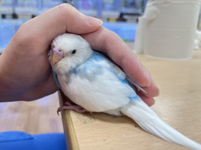 【最新画像更新🪄】涼しげカラーに一目惚れ！🩵セキセイインコ（パイド）ヒナ