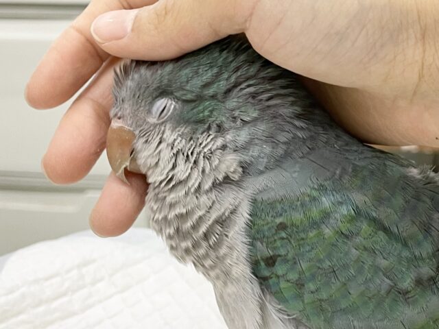 オキナインコ