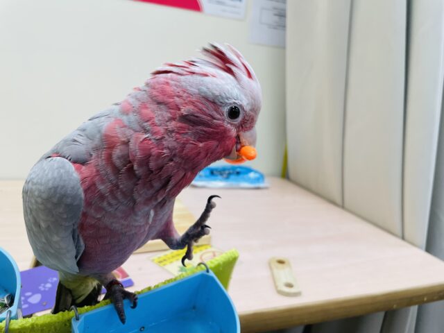 モモイロインコ