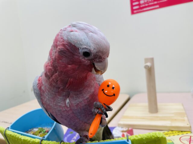 モモイロインコ