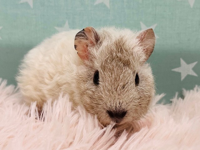 くるくるヘアーのヒツジさん🐏⸒⸒テディモルモット(男の子)