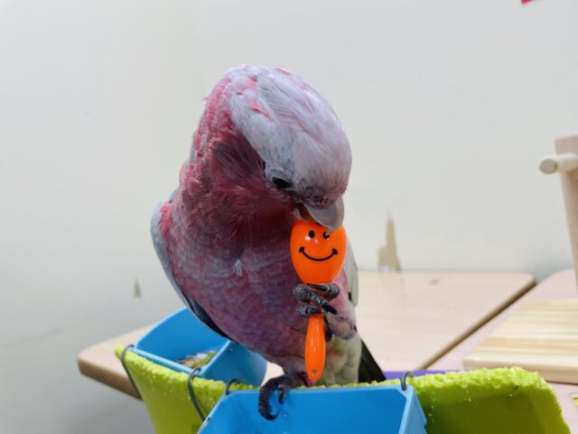 モモイロインコ