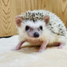 触れ合いできるハリネズミくん🦔（パイド）男の子