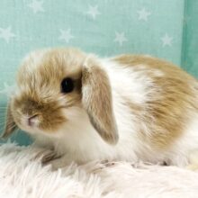 動画更新🪄【🔖 血統書付き】個性が光る✨動くぬいぐるみちゃん🫧ホーランドロップイヤーラビット(ブロークンリンクス) 男の子