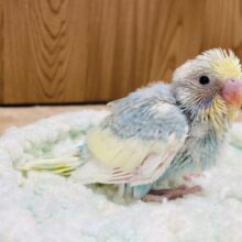 優しいお顔に癒される🫶セキセイインコ（パステルレインボーパイド）ヒナ