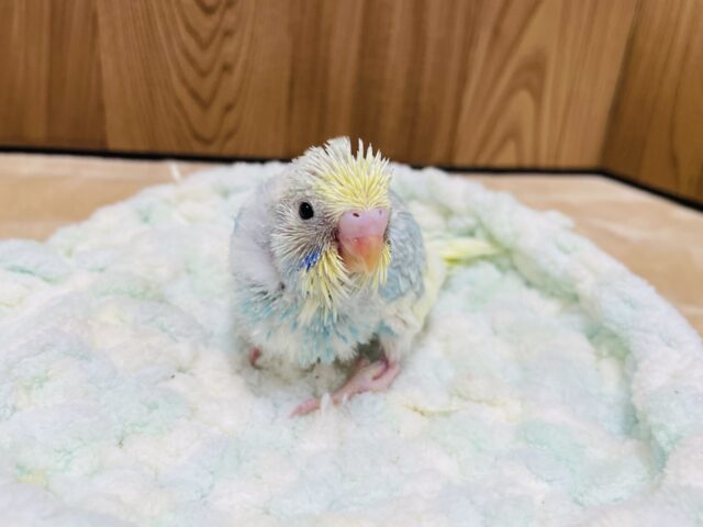 セキセイインコ