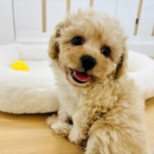 きゅるきゅるおめめでロックオン💘ミックス犬ちゃん(マルチーズ×トイプードル)