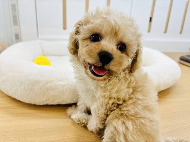 きゅるきゅるおめめでロックオン💘ミックス犬ちゃん(マルチーズ×トイプードル)