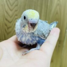 カメラ目線はお任せあれ⭐︎⭐︎セキセイインコ（パステルレインボー）ヒナ