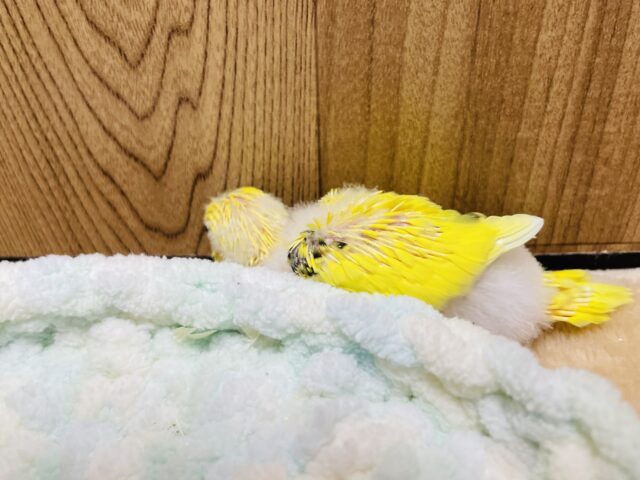 セキセイインコ