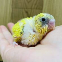 キラキラ輝いてるみたい✨セキセイインコ（ハルクイン）ヒナ