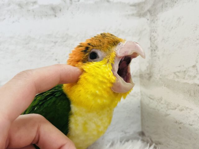 シロハラインコ