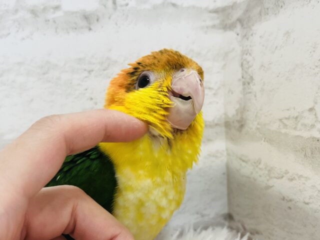 シロハラインコ