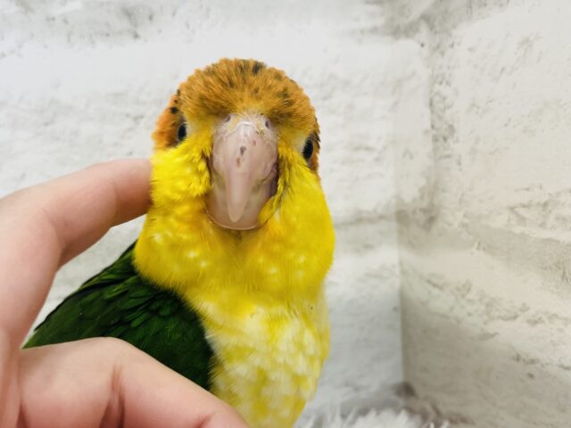 シロハラインコ