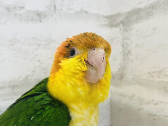 シロハラインコ