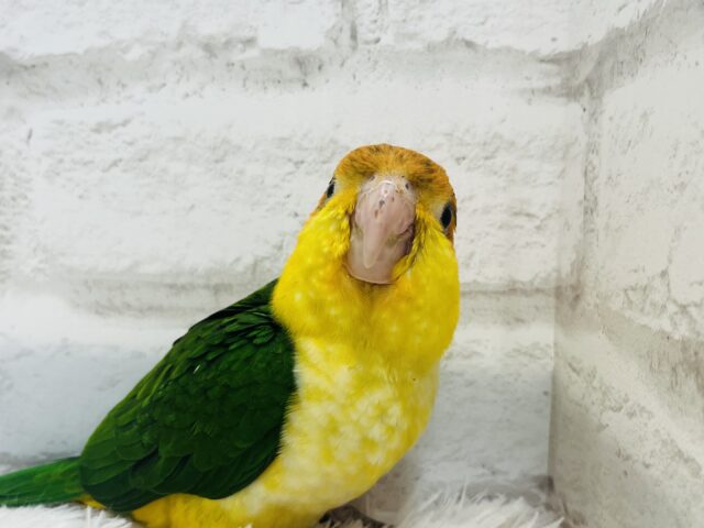 シロハラインコ