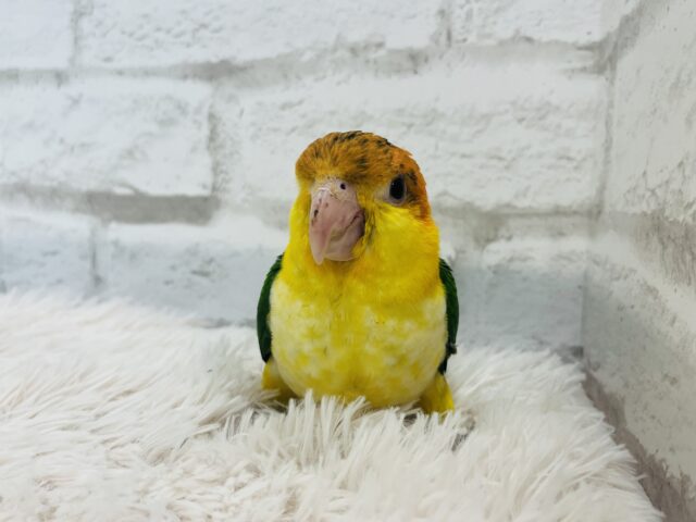 シロハラインコ