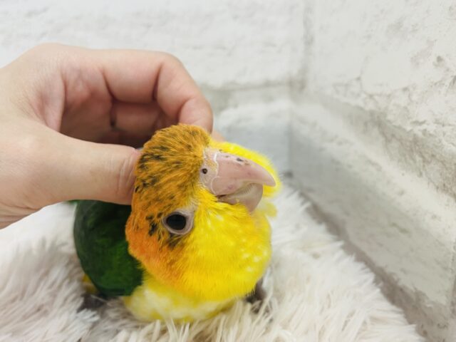 シロハラインコ