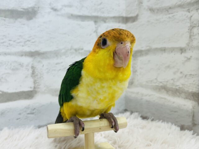 シロハラインコ