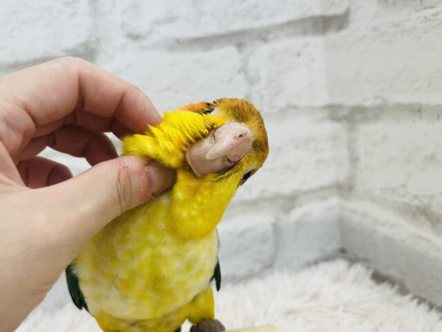 シロハラインコ