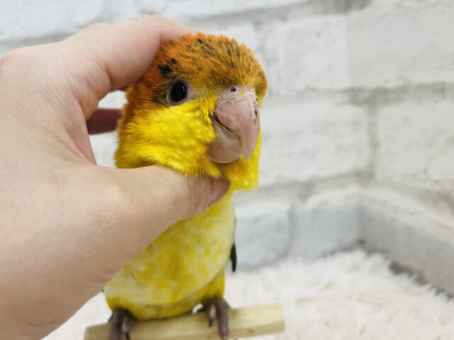 シロハラインコ