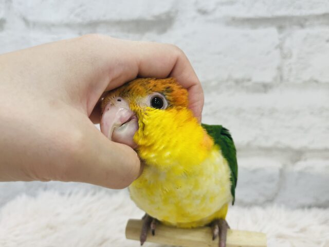 シロハラインコ