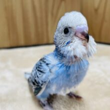 色んな表情を見せてくれます💕セキセイインコ（オパーリン）ヒナ