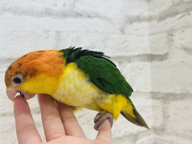 シロハラインコ